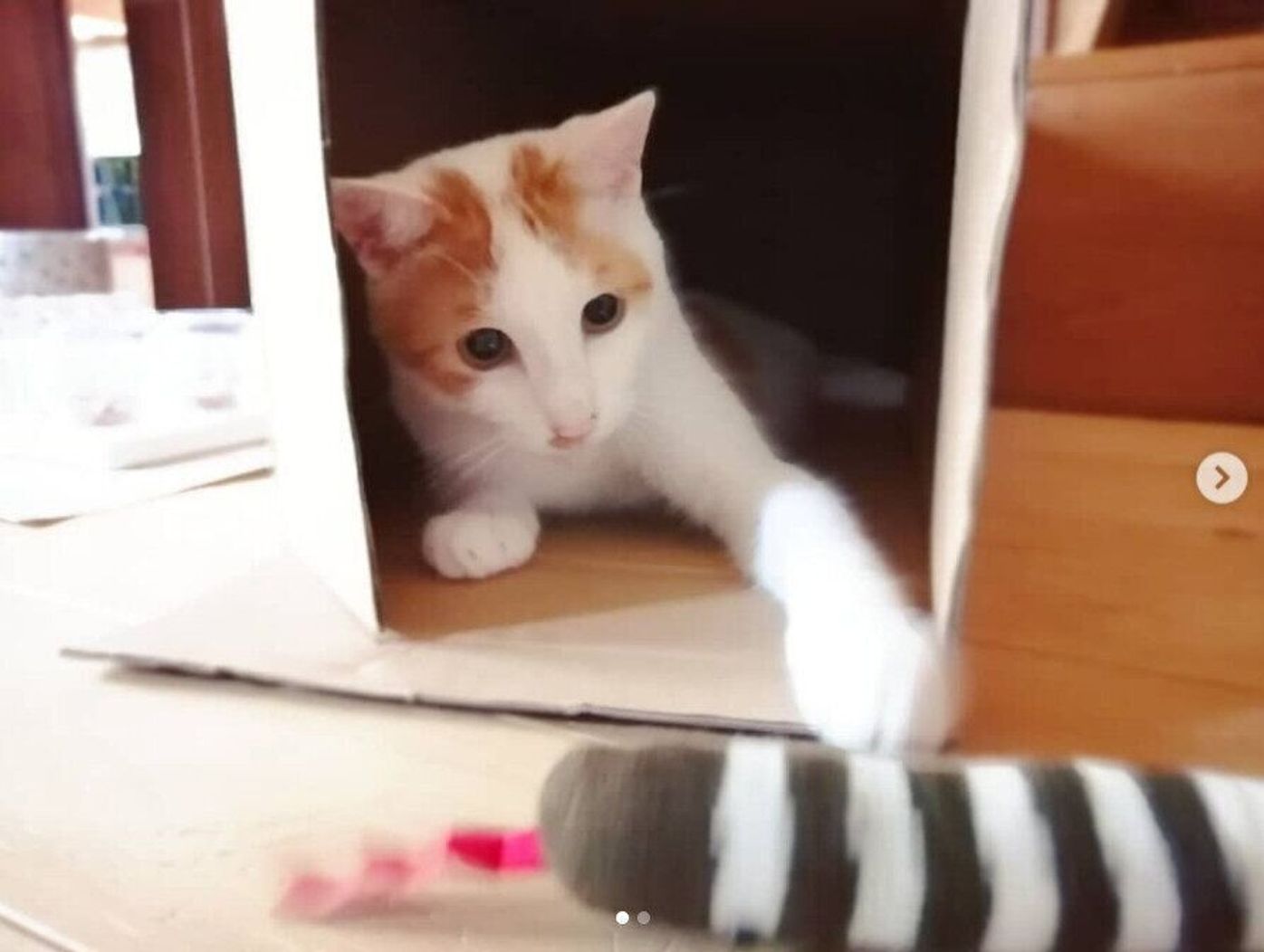 アイデア次第で猫も夢中 100均アイテムで作る猫用おもちゃ ねこのきもちweb Magazine アイデア次第で猫も夢中 100均アイテムで作る猫用おもちゃ ねこのきもちweb Magazine