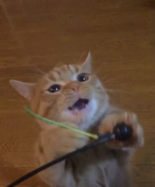 マンチカンのうにちゃん