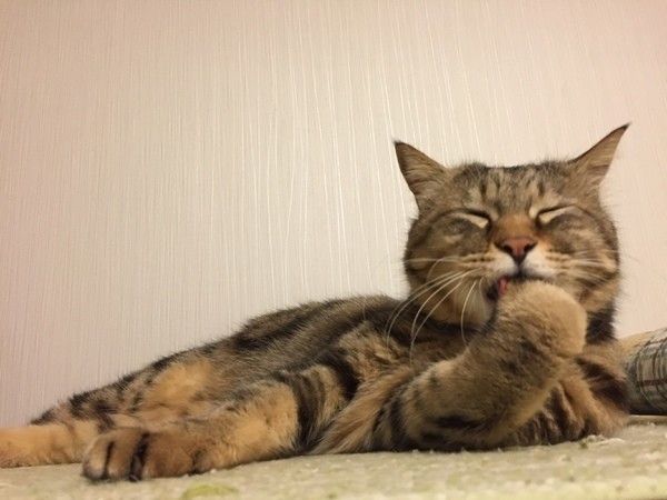 アメリカンショートヘア　オス　りき