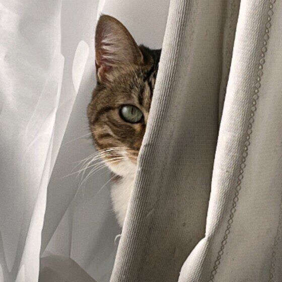 キジトラの小夏ちゃん