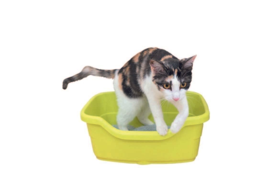 画像／2017年7月号『ニャ論調査2017 トイレ編』