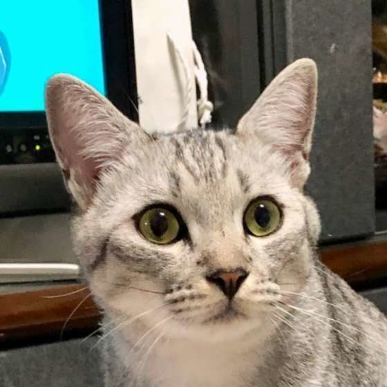 どこかを見つめるキジトラ柄のMIX猫