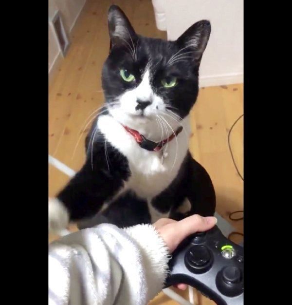 「ゲームをやめて」と飼い主さんにアピールする猫