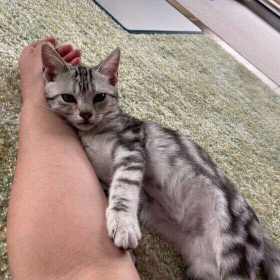 アメリカンショートヘアのれおんちゃん