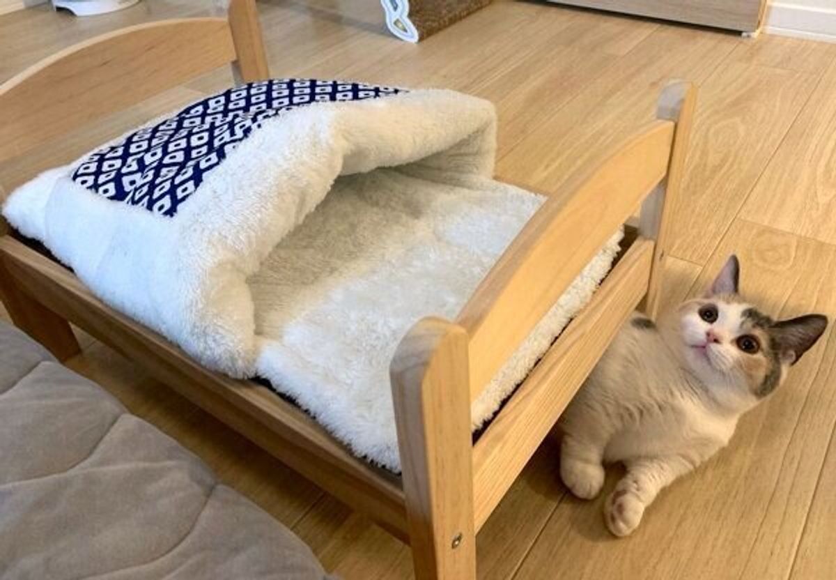 猫ベッド の使い方を間違える猫 得意気な表情が見ていてジワる ねこのきもちweb Magazine 猫ベッド の使い方を間違える猫 得意気な表情が見ていてジワる ねこのきもちweb Magazine