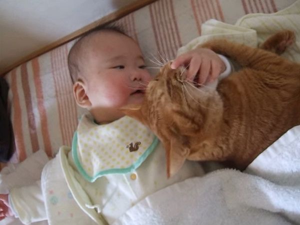 赤ちゃんと猫