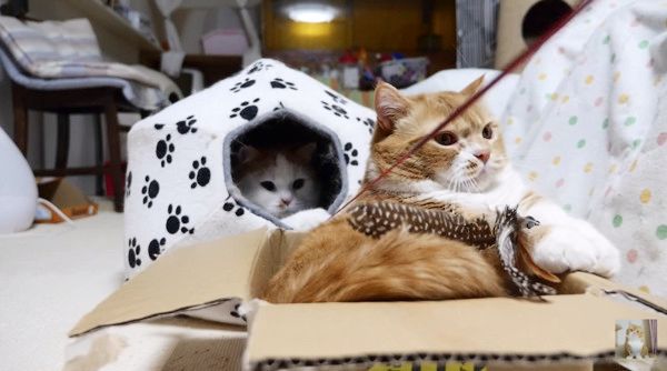 じゃらしに夢中な猫