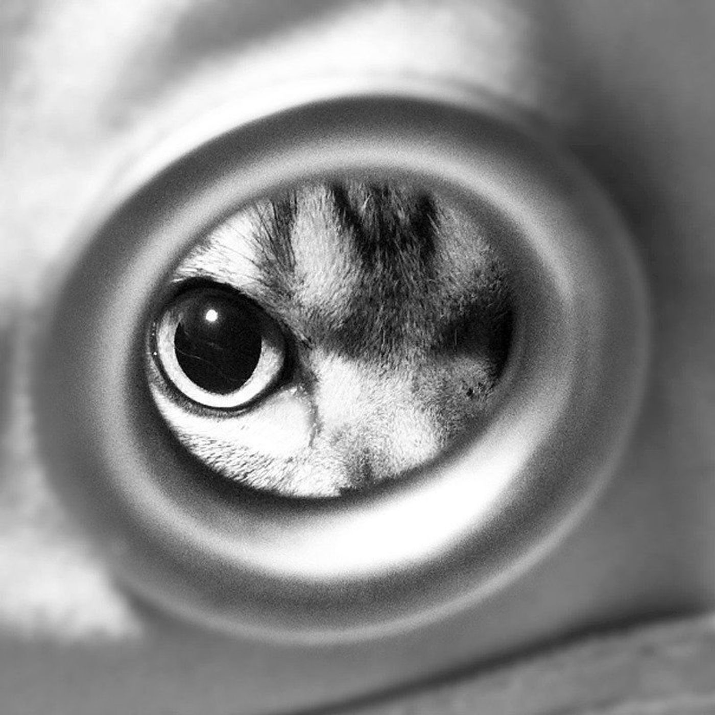 我が家の キャッツアイ 盗むどころか盗まれる 渋ネコししまるさん 15 ねこのきもちweb Magazine 我が家の キャッツアイ 盗むどころか盗まれる 渋ネコししまるさん 15 ねこのきもちweb Magazine