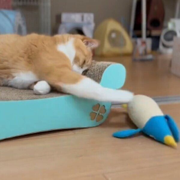 寝落ち寸前なのにおもちゃで遊ぼうとするさんてくん