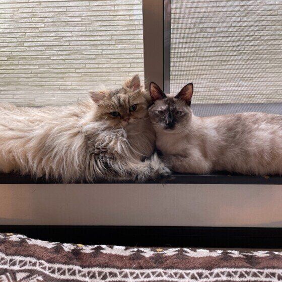 寄り添う2匹の猫