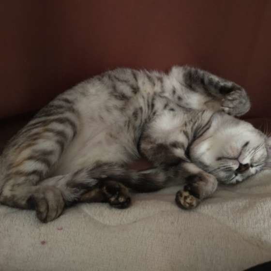 だらけるサバトラ