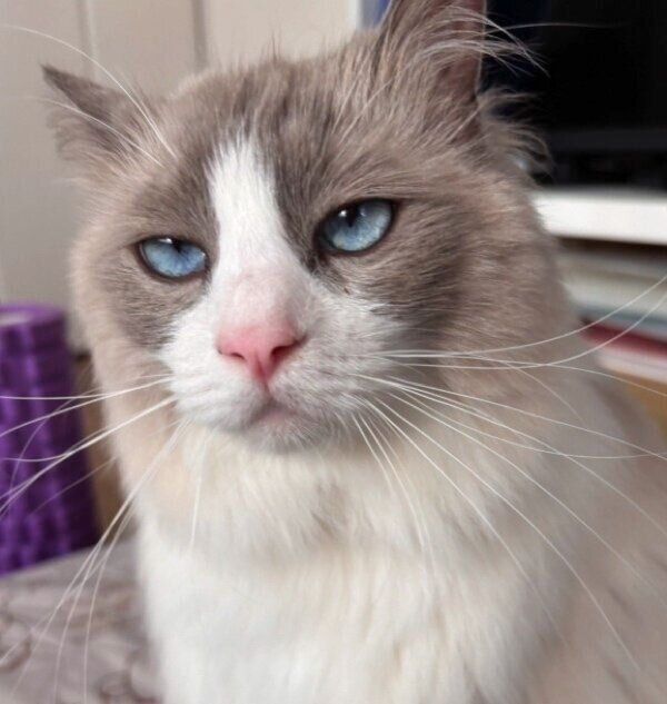 ジト目の乃蒼くん