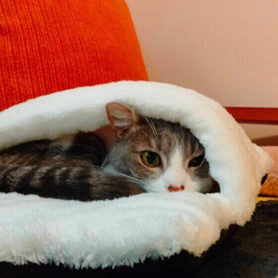 マンチカンのこてつちゃんとベッド