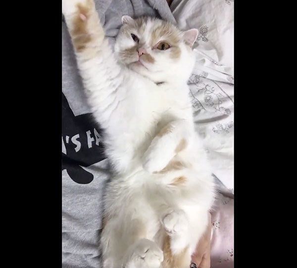 飼い主さんのアゴをよしよしするホイップクリームちゃん