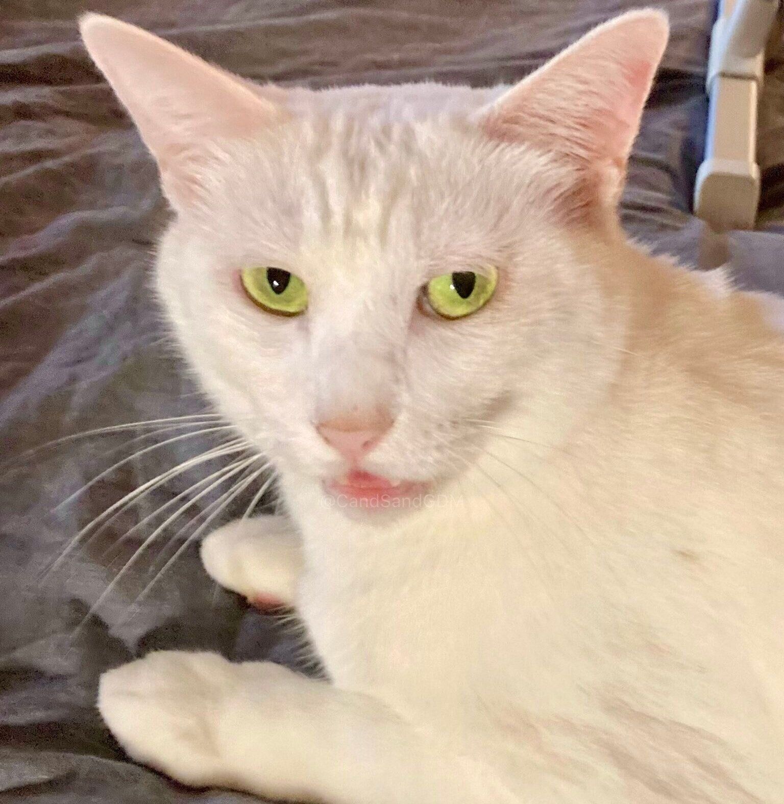 飼い主さんに「なでて」と要求するににちゃん