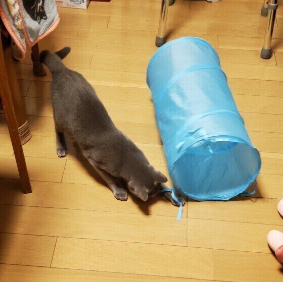 ちょいちょいする猫（ロシアンブルー、オス）