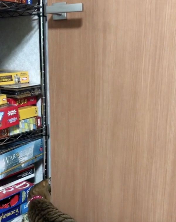 ドア開けをする猫