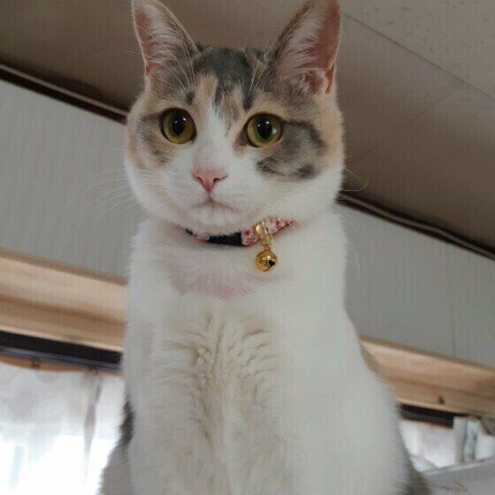 ミケ猫の雫ちゃん