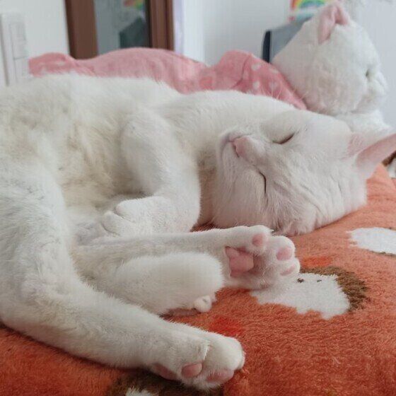 眠る白猫