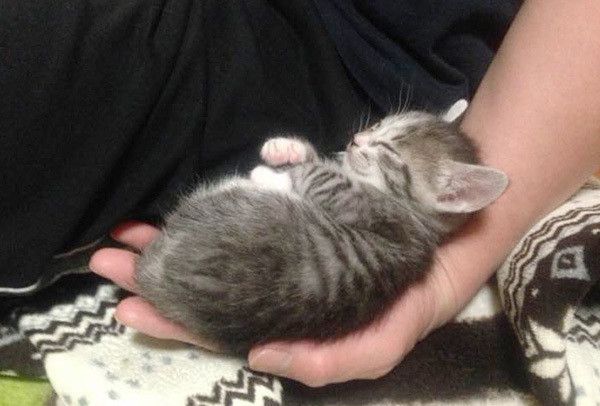 抱っこされる猫