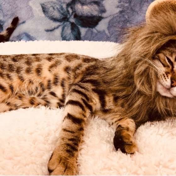 ライオンのかぶりのをしているベンガル