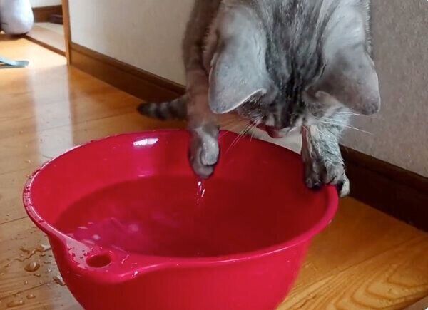 水を触るにゃーちゃん