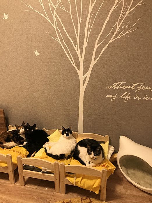 猫マスター本気の猫部屋紹介