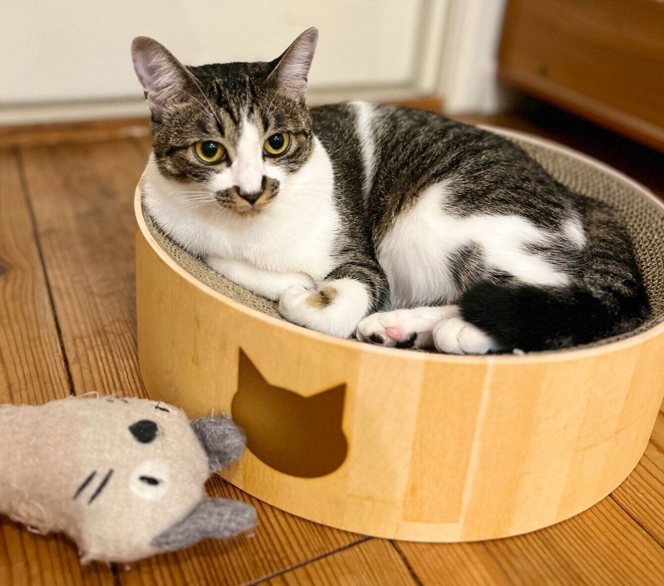 とろんとした表情をするぽんずちゃん