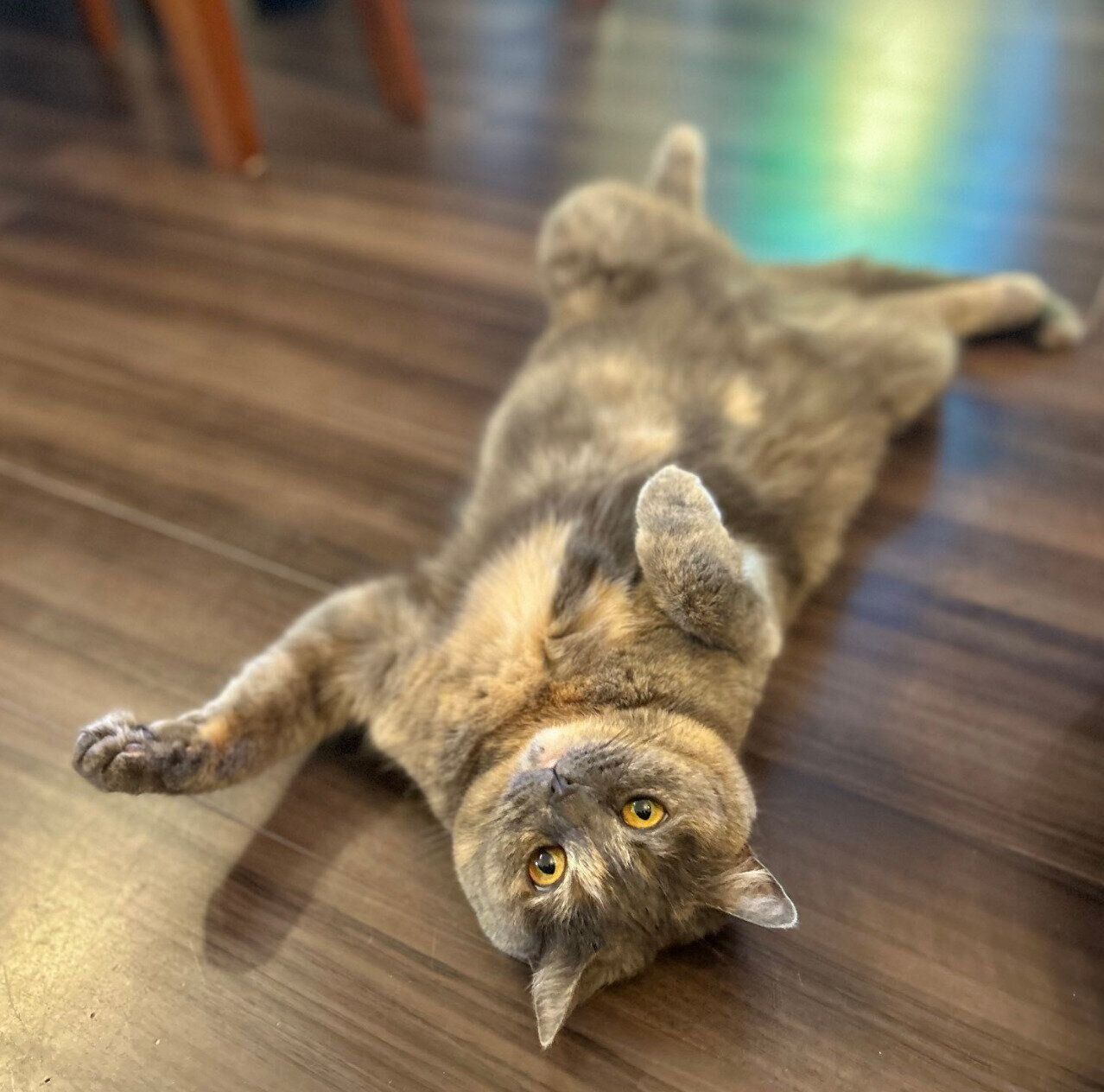 ヘソ天ポーズをするネムちゃん