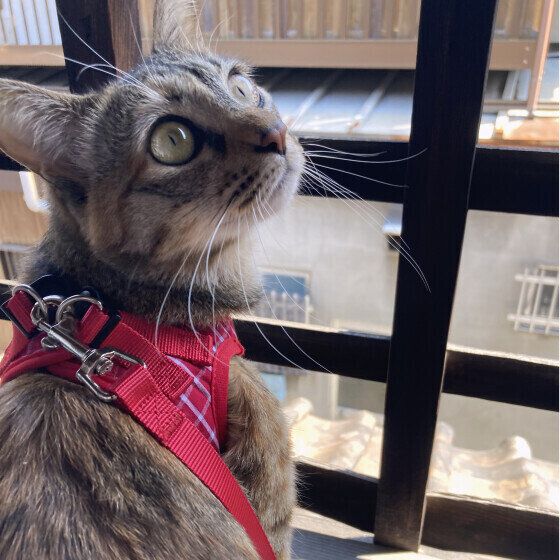 キジトラ猫のヌンチャクちゃん