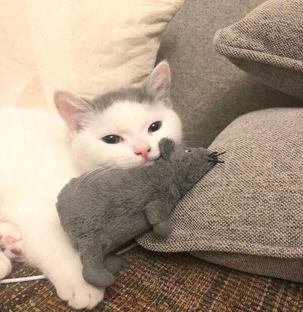 見つめるカツヲくん