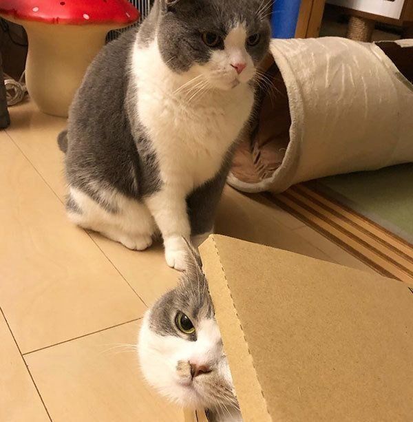 ブリティッシュショートヘアとスコティッシュフォールド