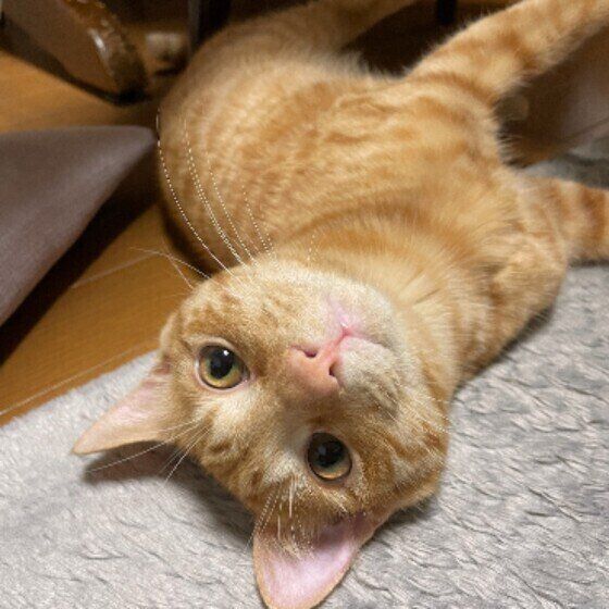 茶トラ猫のトイちゃん