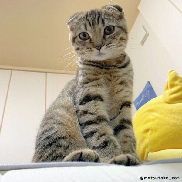 見つめるまつたけちゃん