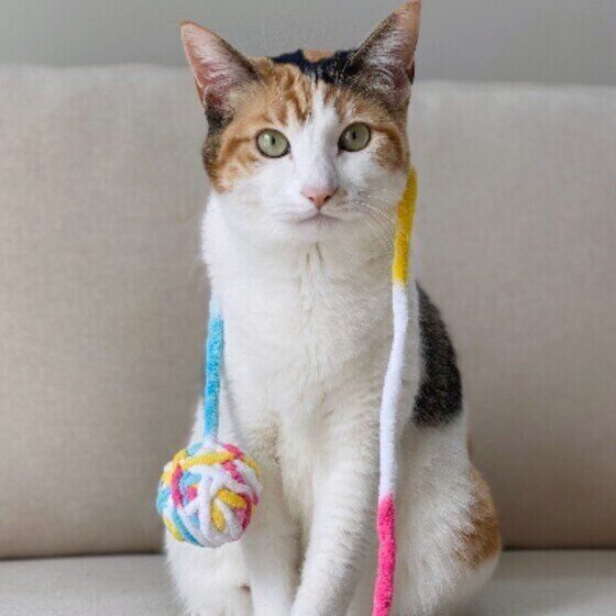 ミケ猫のつばきちゃん