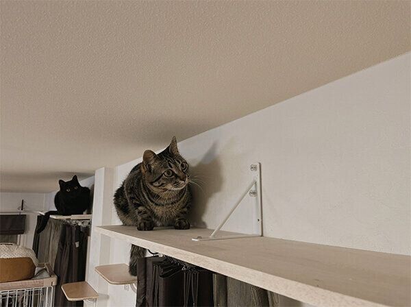 キャットウォークでくつろぐ猫たち
