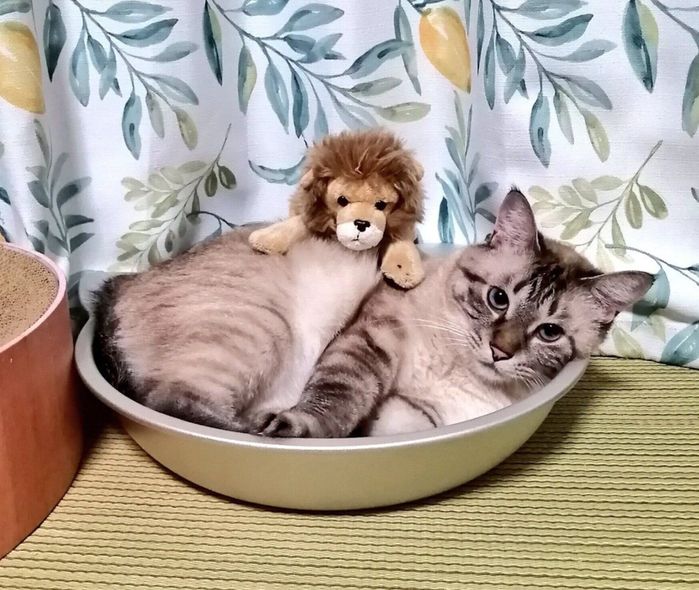 2才のころに撮影したつむぎちゃん