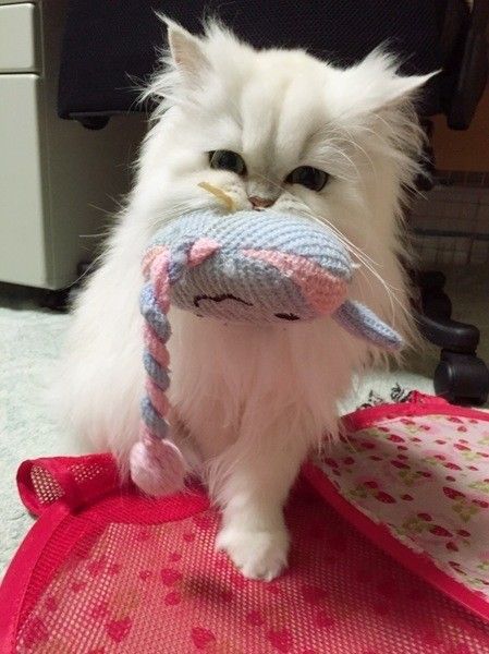 水色のおもちゃを加えているペルシャ猫