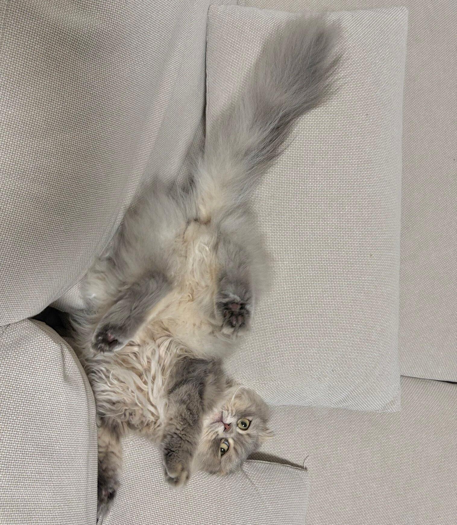 ソファに挟まっているロッシュくん