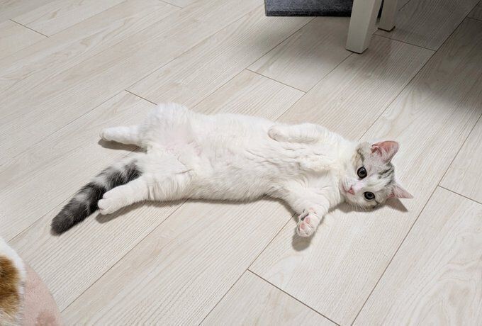 かわいすぎる！　約3.2万件「いいね」が寄せられた1枚（2025年4月16日時点）