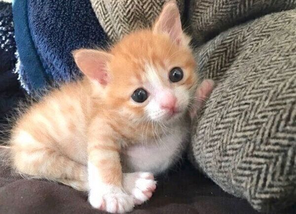 生後3週間頃のいなりくん