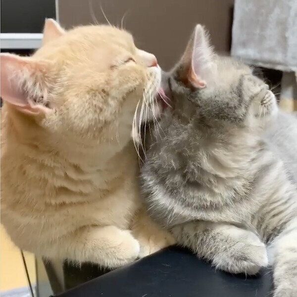 飼い主さんの前でイチャイチャするむぎくんとあおちゃん