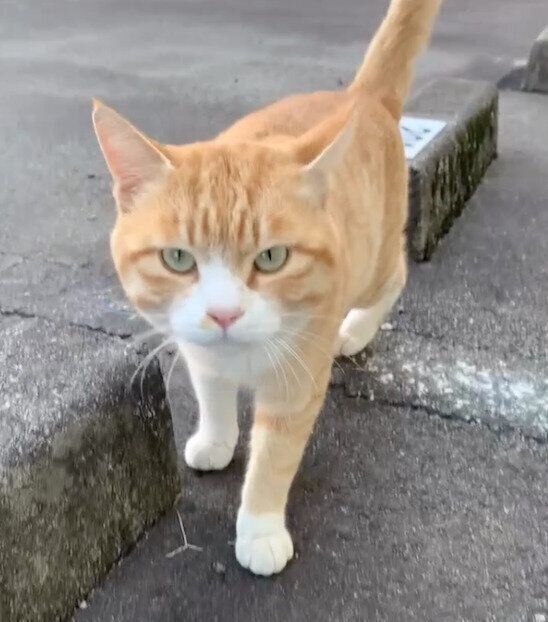 野良猫時代のとらまるくん