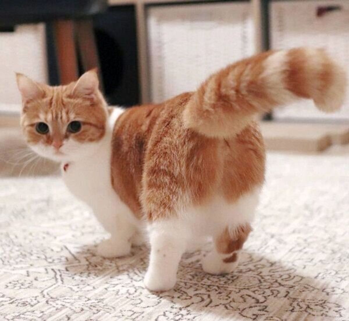 猫の名前ランキング で人気なのは 総合第1位の猫の 名づけエピソード 3選を紹介 ねこのきもちweb Magazine 猫の名前ランキング で人気なのは 総合第1位の猫の 名づけエピソード 3選を紹介 ねこのきもちweb Magazine