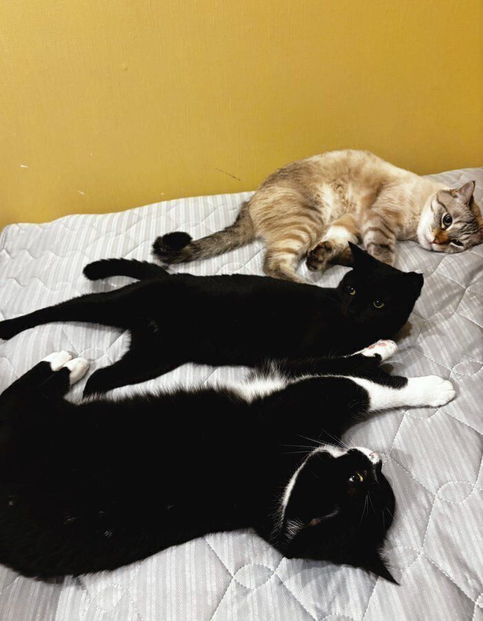 優しいアクアくんは、寝場所も“妹”たちには譲ってあげるのだとか