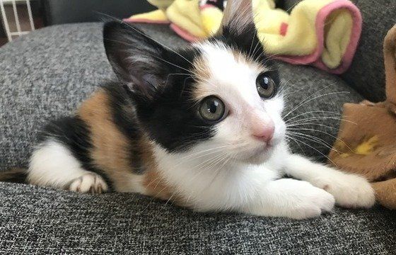 量が画像でわかる◎ 猫にいちごなどの果物を与えるならこのくらい｜ね 
