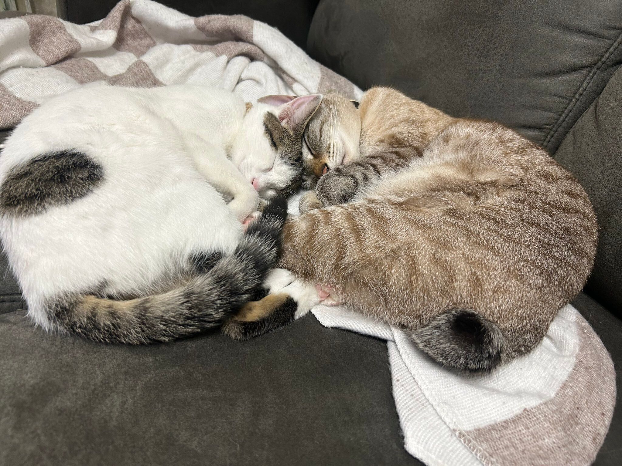 仲良く眠るベンツちゃん、ふくるくん