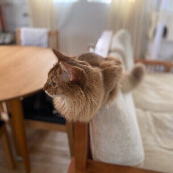 ソマリのハルくん