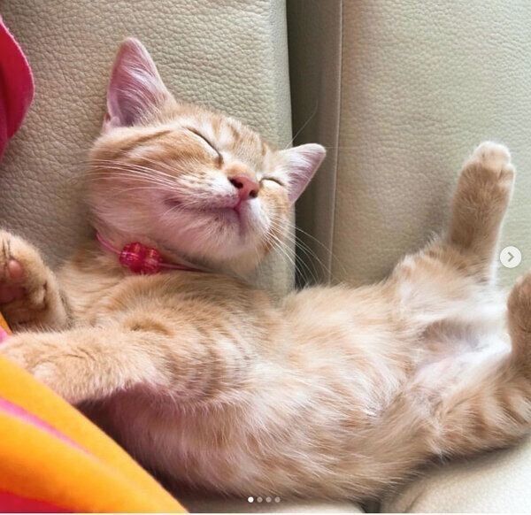 眠るむぎちゃん