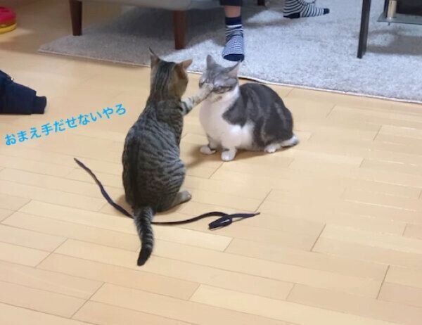 じゃれ合うイヴくんとノアちゃん